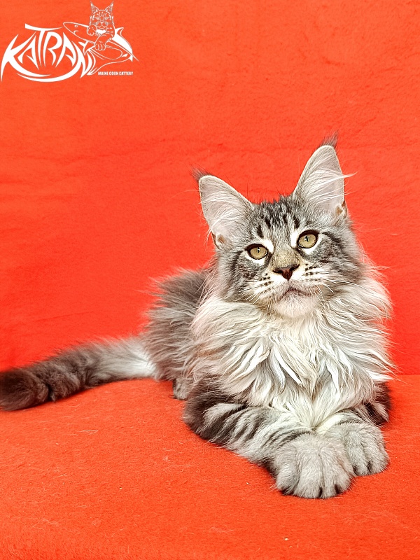 Katran Dukat - Kitten maine-coon 4 months