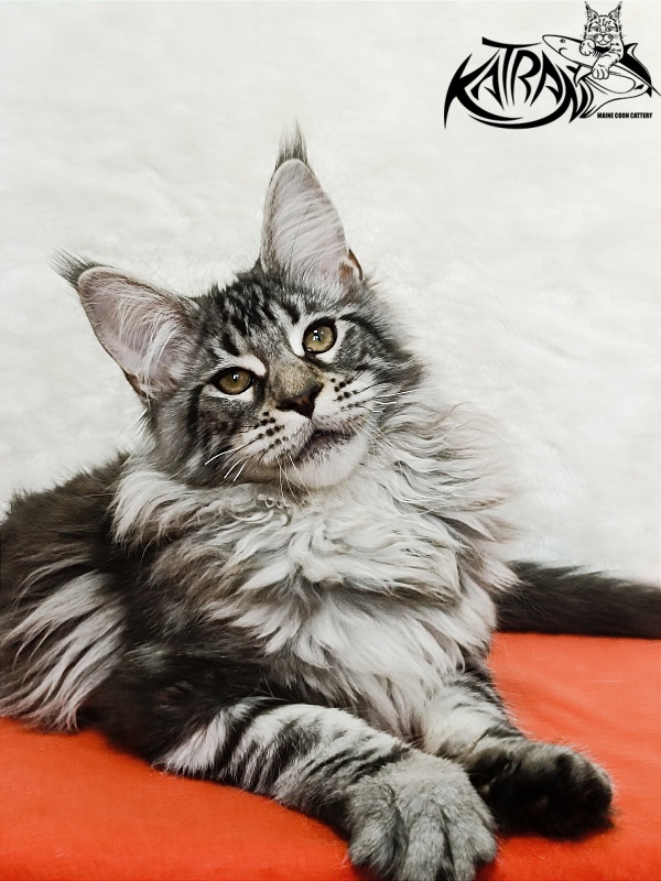 Katran Dukat - Kitten maine-coon 4 months 2 weeks