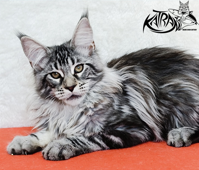 Katran Dukat - Kitten maine-coon 4 months 2 weeks