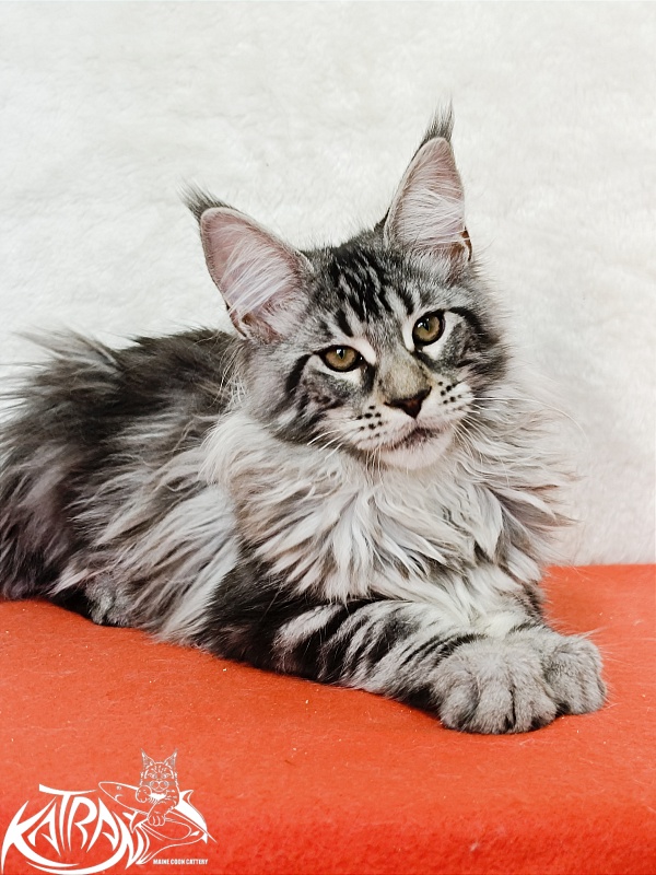 Katran Dukat - Kitten maine-coon 4 months 2 weeks
