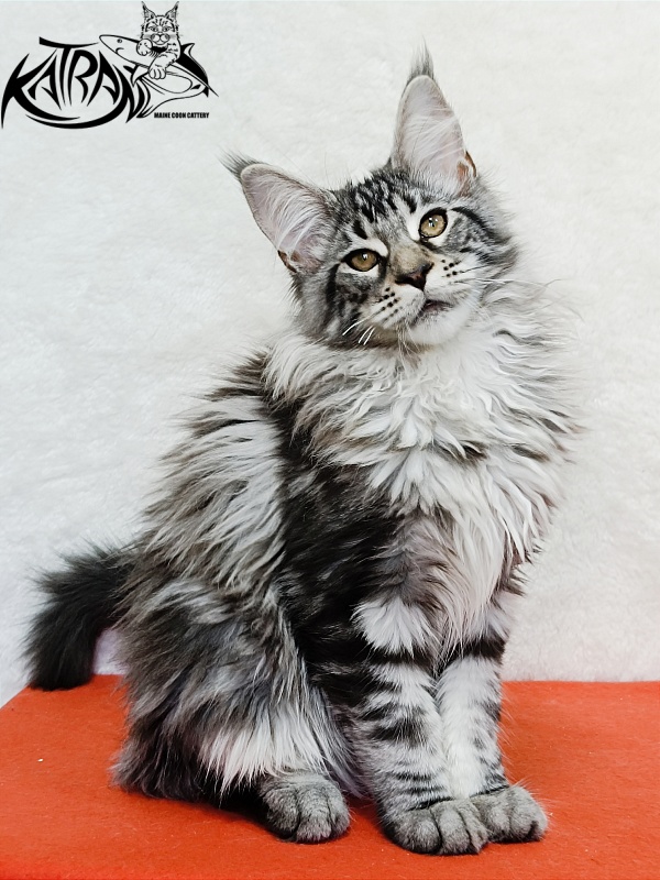 Katran Dukat - Kitten maine-coon 4 months 2 weeks