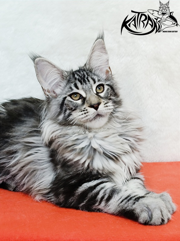 Katran Dukat - Kitten maine-coon 4 months 2 weeks