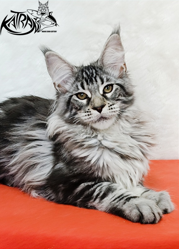Katran Dukat - Kitten maine-coon 4 months 2 weeks