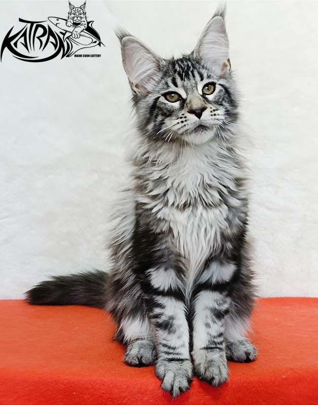 Katran Dukat - Kitten maine-coon 4 months 2 weeks