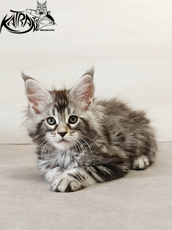 Katran Dukat - Kitten maine-coon 2 months