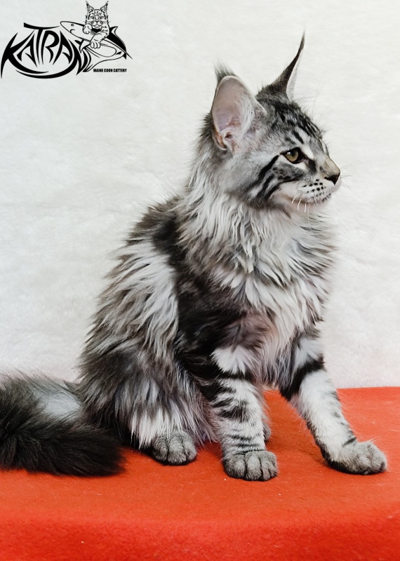 Katran Dukat - Kitten maine-coon 4 months 2 weeks