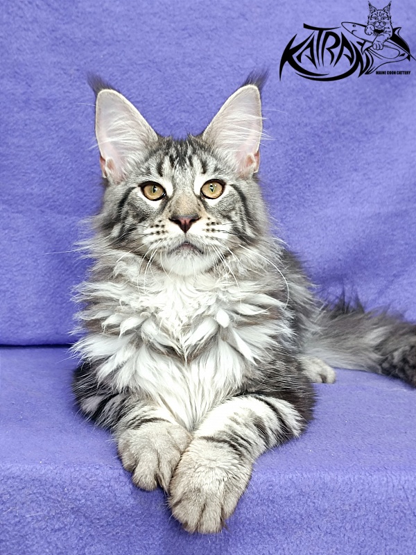Katran Dukat - Kitten maine-coon 5 months 2.5 weeks