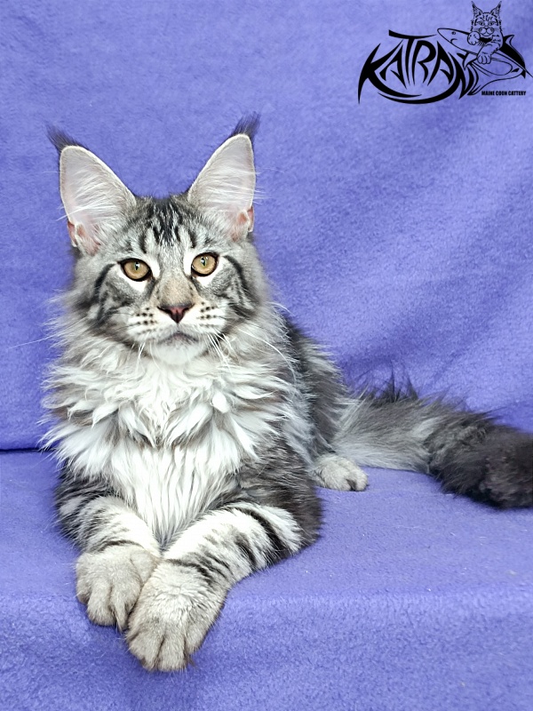 Katran Dukat - Kitten maine-coon 5 months 2.5 weeks