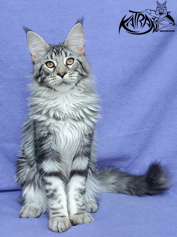 Katran Dukat - Kitten maine-coon 5 months 2.5 weeks