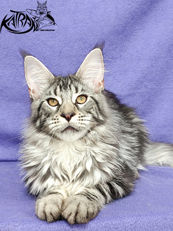 Katran Dukat - Kitten maine-coon 5 months 2.5 weeks