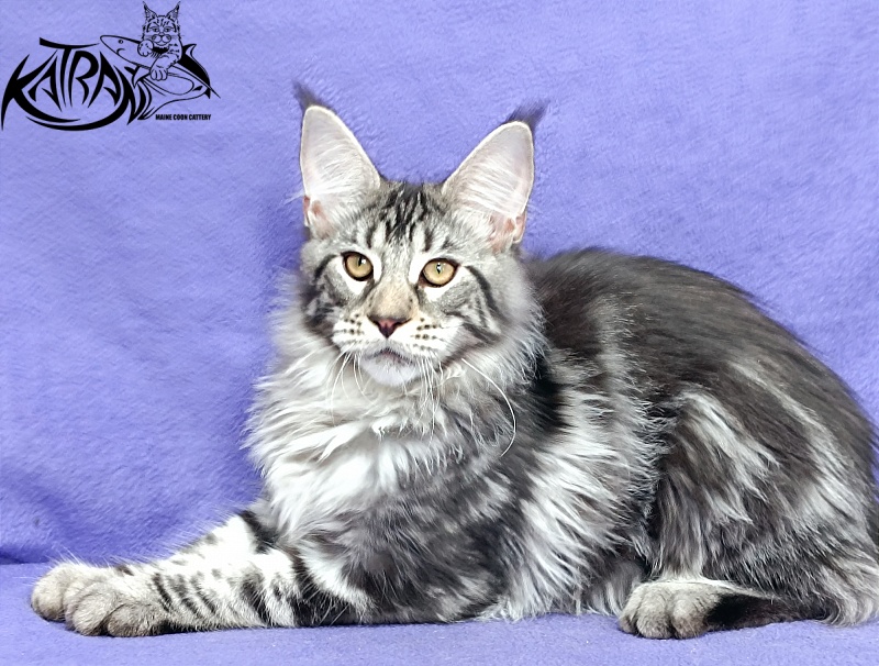 Katran Dukat - Kitten maine-coon 5 months 2.5 weeks
