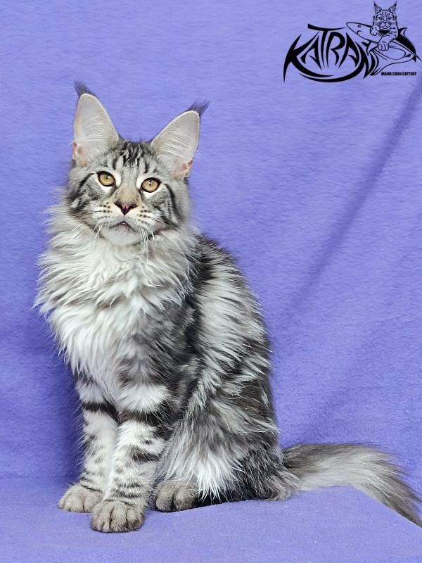 Katran Dukat - Kitten maine-coon 5 months 2.5 weeks