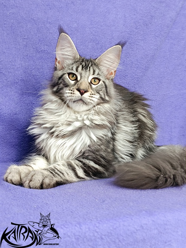 Katran Dukat - Kitten maine-coon 5 months 2.5 weeks