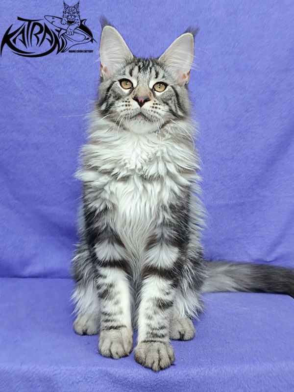 Katran Dukat - Kitten maine-coon 5 months 2.5 weeks