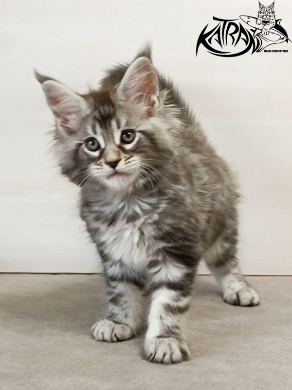 Katran Dukat - Kitten maine-coon 2 months