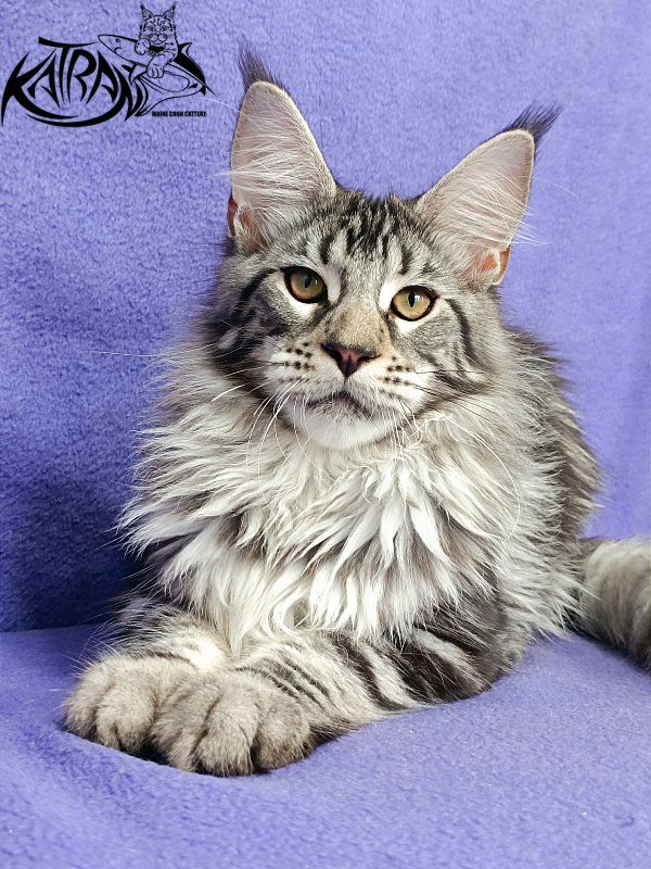 Katran Dukat - Kitten maine-coon 5 months 2.5 weeks