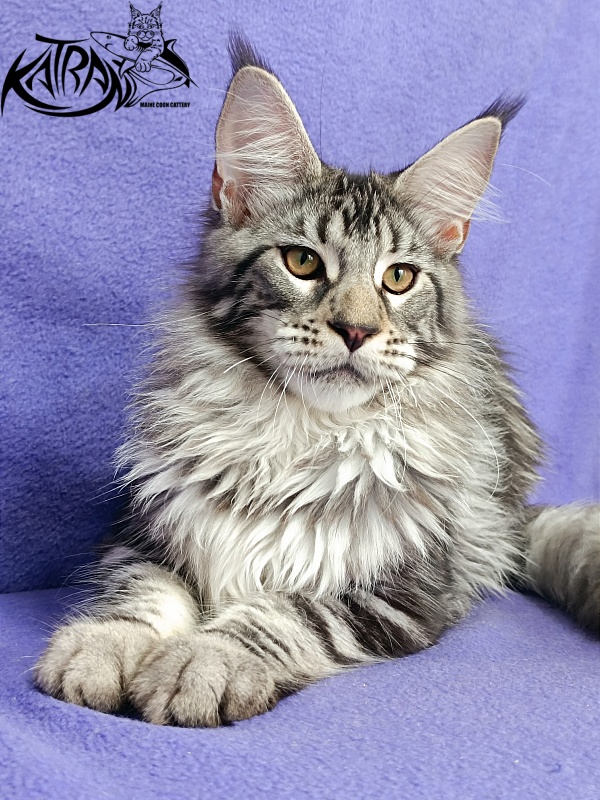 Katran Dukat - Kitten maine-coon 5 months 2.5 weeks