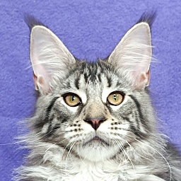 Katran Dukat