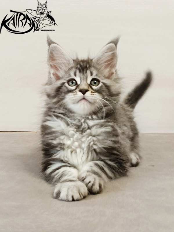 Katran Dukat - Kitten maine-coon 2 months