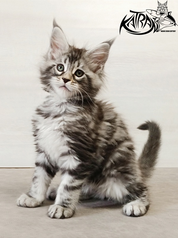 Katran Dukat - Kitten maine-coon 2 months