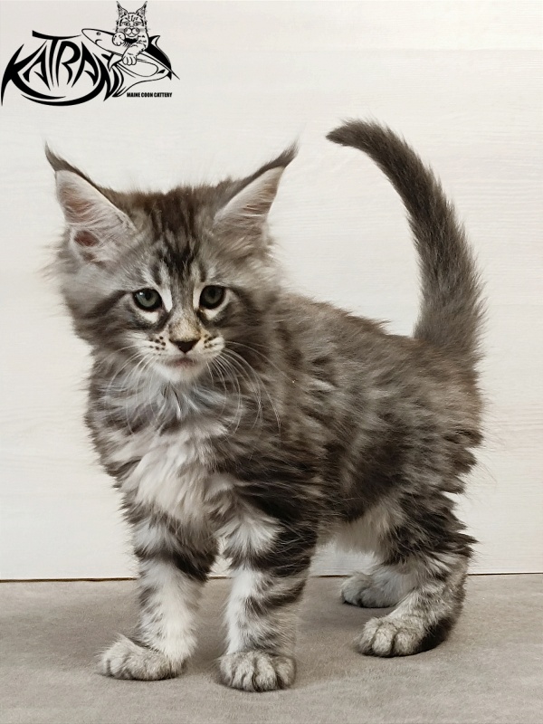 Katran Dukat - Kitten maine-coon 2 months