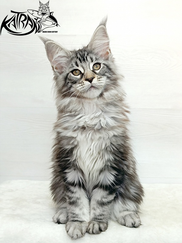 Katran Dukat - Kitten maine-coon 3 months 1 week