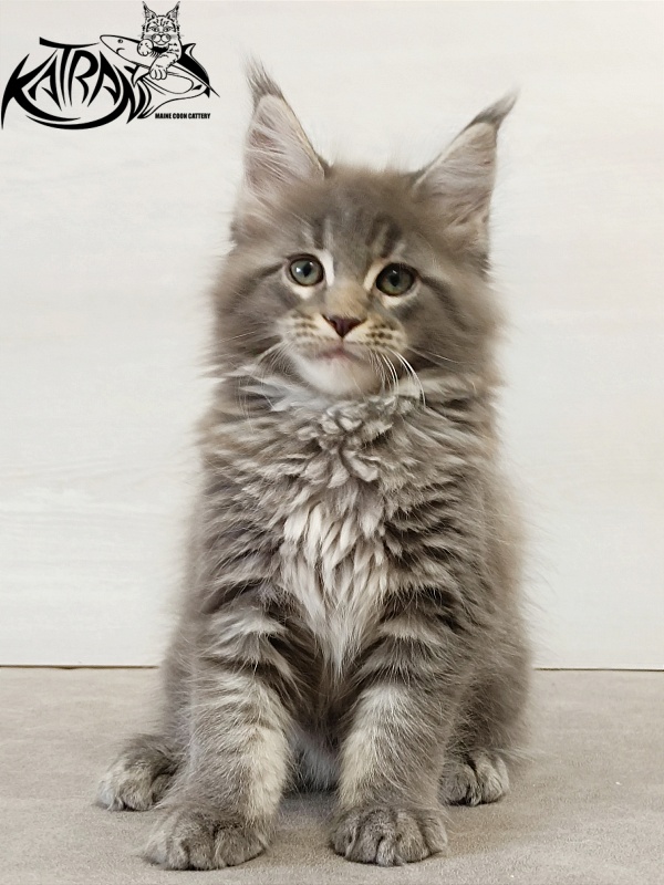Katran Dakota - Kitten maine-coon 2 months