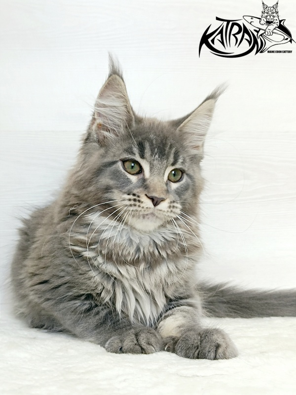 Katran Dakota - Kitten maine-coon 3 months 1 week