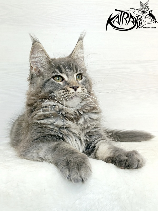 Katran Dakota - Kitten maine-coon 3 months 1 week