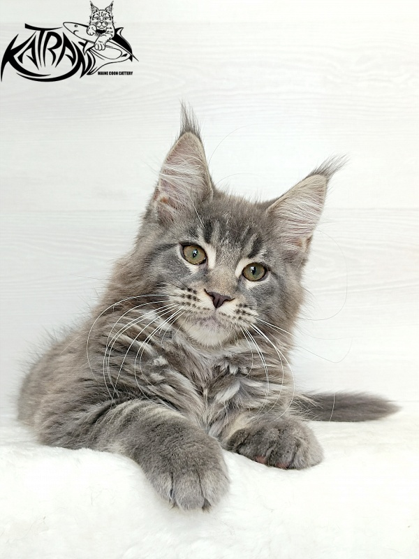 Katran Dakota - Kitten maine-coon 3 months 1 week