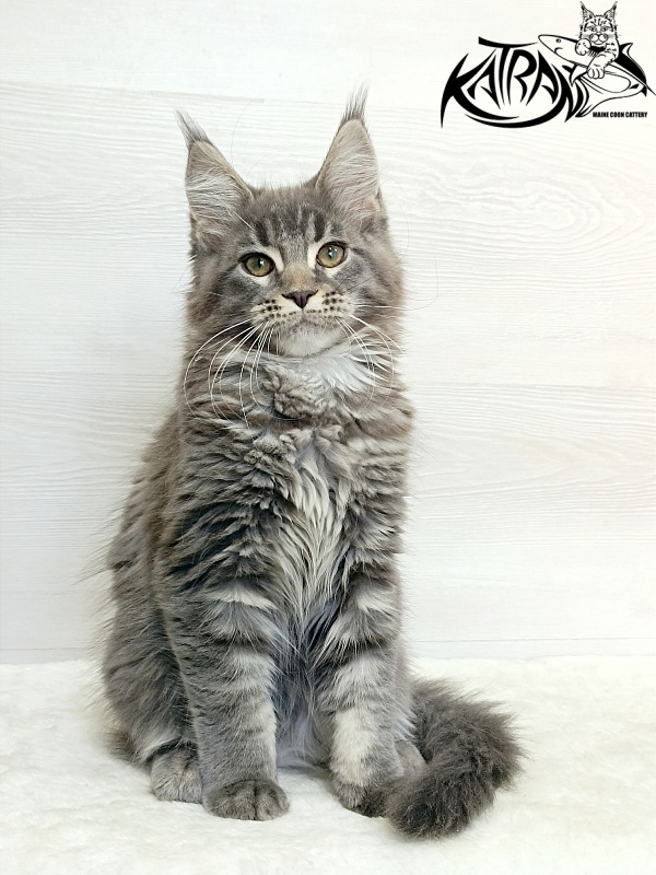 Katran Dakota - Kitten maine-coon 3 months 1 week