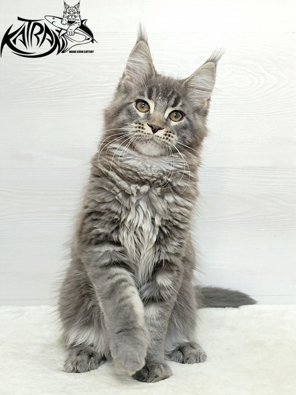 Katran Dakota - Kitten maine-coon 3 months 1 week