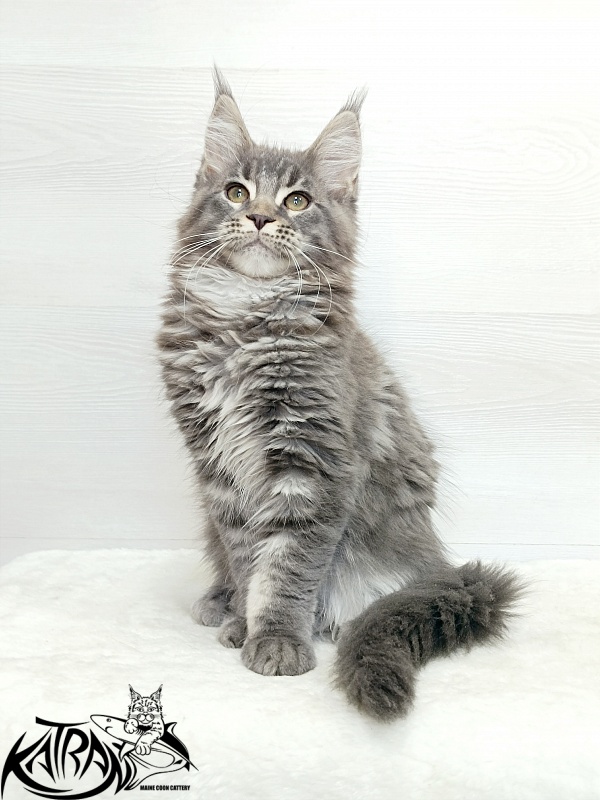 Katran Dakota - Kitten maine-coon 3 months 1 week