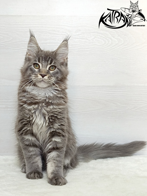 Katran Dakota - Kitten maine-coon 3 months 1 week