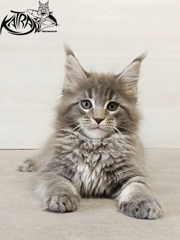 Katran Dakota - Kitten maine-coon 2 months
