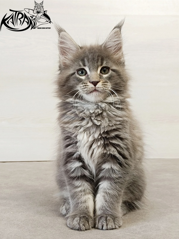Katran Dakota - Kitten maine-coon 2 months