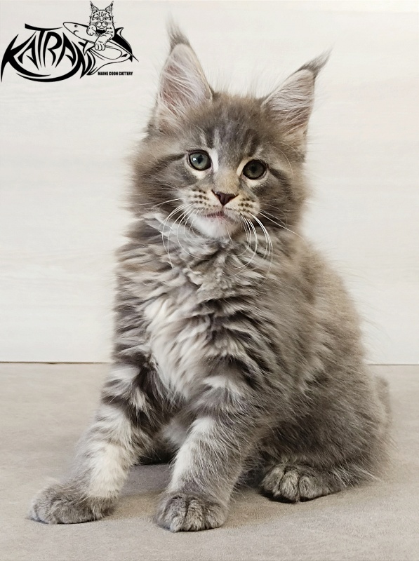 Katran Dakota - Kitten maine-coon 2 months