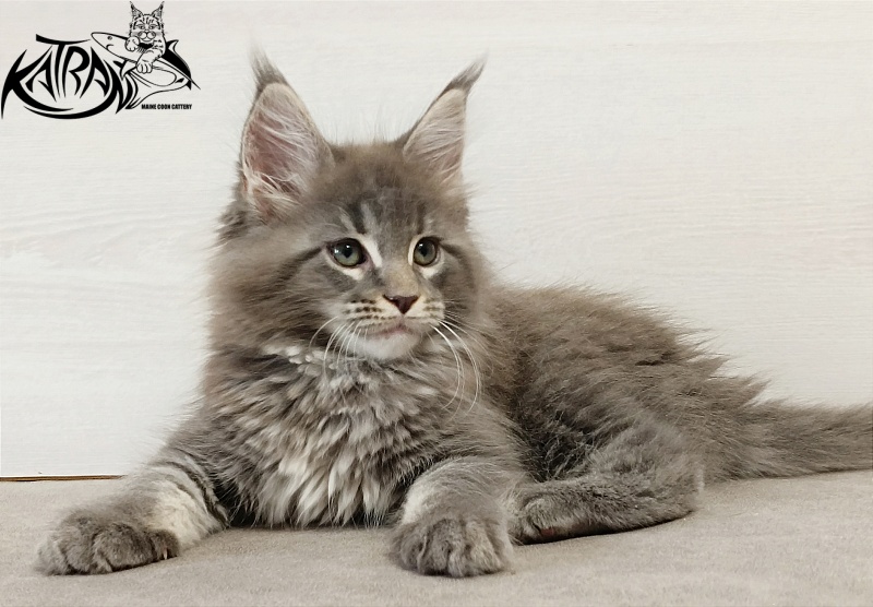 Katran Dakota - Kitten maine-coon 2 months