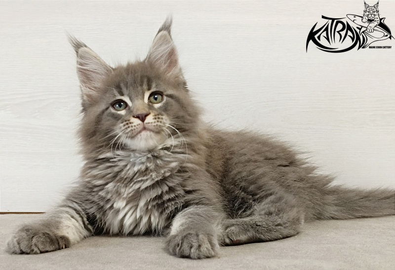 Katran Dakota - Kitten maine-coon 2 months
