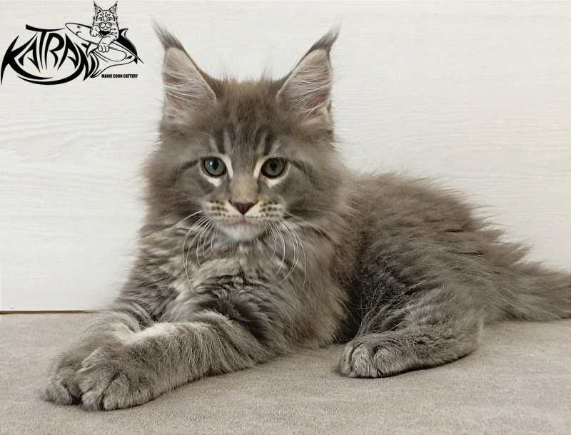Katran Dakota - Kitten maine-coon 2 months