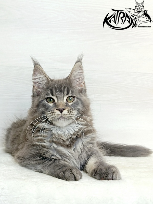 Katran Dakota - Kitten maine-coon 3 months 1 week