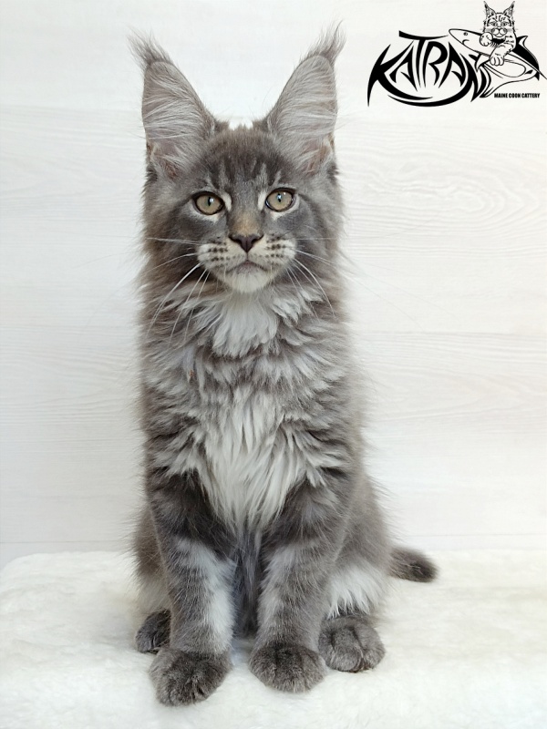 Katran Denver - Kitten maine-coon 3 months 1 week