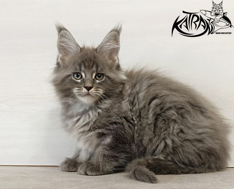 Katran Denver - Kitten maine-coon 2 months