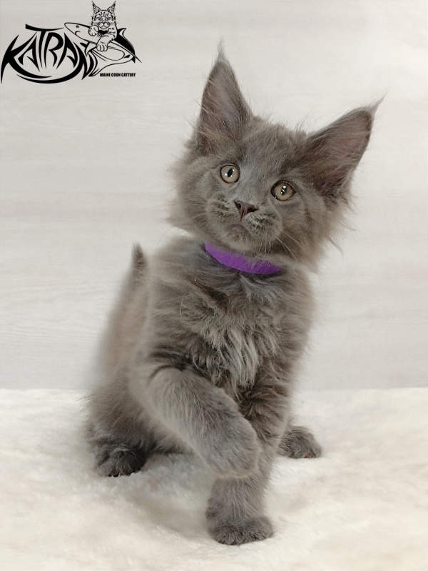 Katran Elif - Kitten maine-coon 2 months