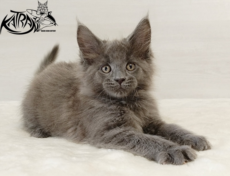 Katran Elif - Kitten maine-coon 2 months
