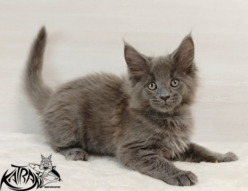 Katran Elif - Kitten maine-coon 2 months