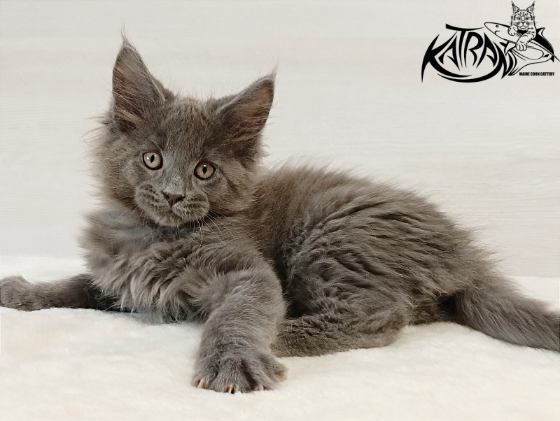 Katran Elif - Kitten maine-coon 2 months