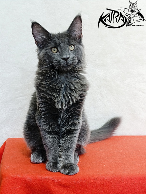 Katran Elif - Kitten maine-coon 4 months