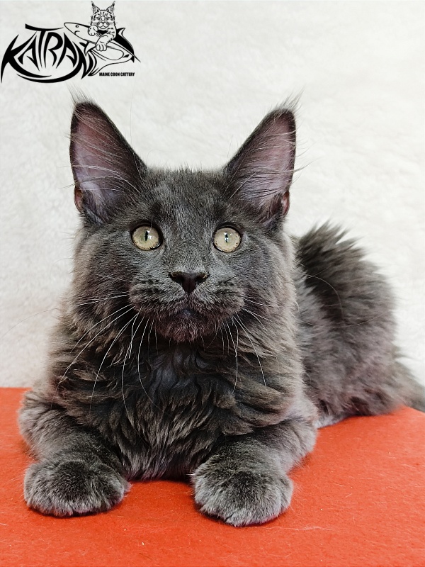 Katran Elif - Kitten maine-coon 4 months