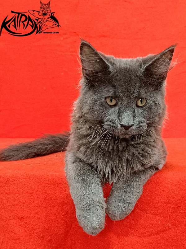 Katran Elif - Kitten maine-coon 3 months 2 weeks